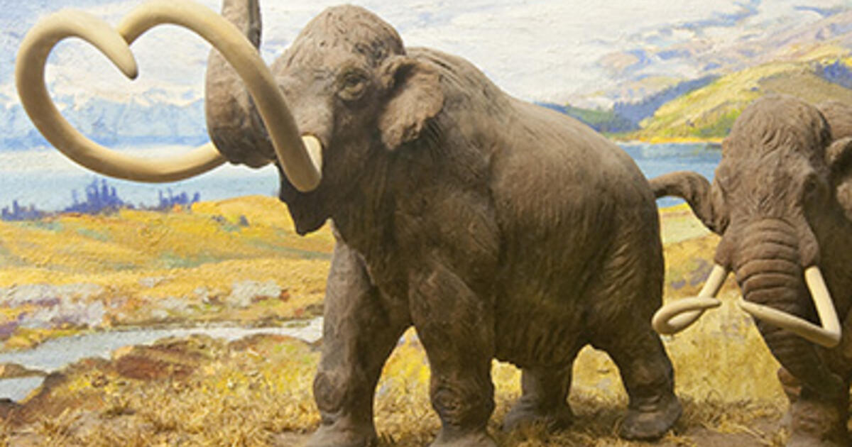 Has anybody ever gotten the elephant/mammoth exhibit combination