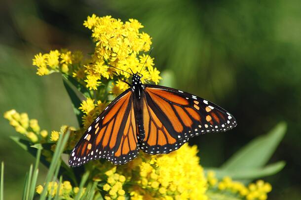 Monarch butterfly shows off its patterned wings as it rests on a blooming goldenrod plant.