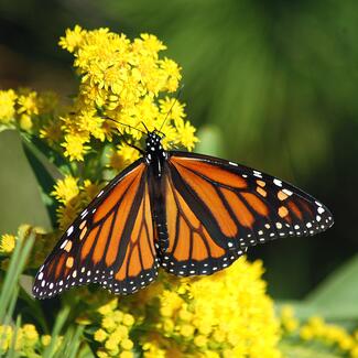 Monarch butterfly shows off its patterned wings as it rests on a blooming goldenrod plant.