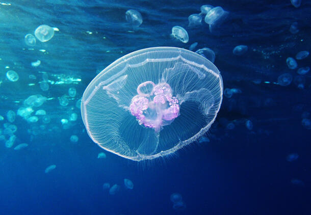 Saucer-like moon jellyfish floats along undersea, with other moon jellyfish visible in the background.