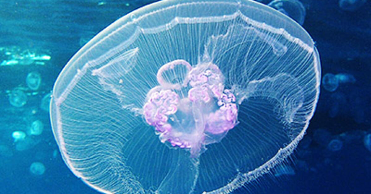 Anatomy Of Jellyfish