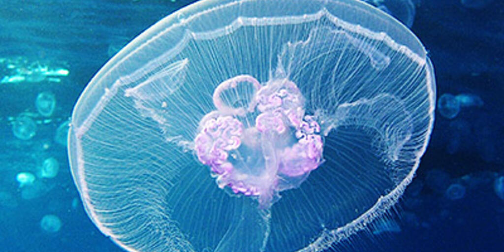 Anatomy of a Jellyfish | AMNH