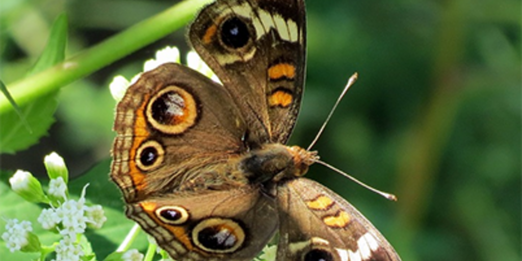 The Life Cycle Of A Butterfly Amnh