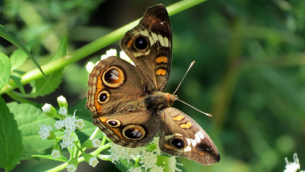 Owl butterfly sits on a flowering plant, it's extended wings display a bold, spotted pattern.
