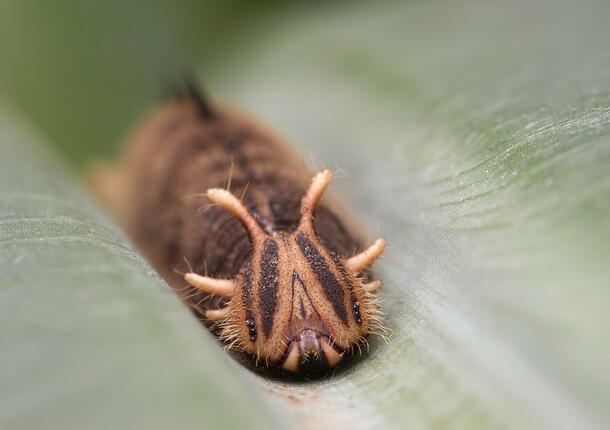 Close-up view of an owl butterfly larva resting on a leaf.