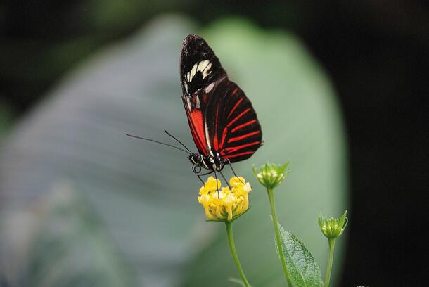 Scarlet swallowtail butterfly perches delicately on a small flower.