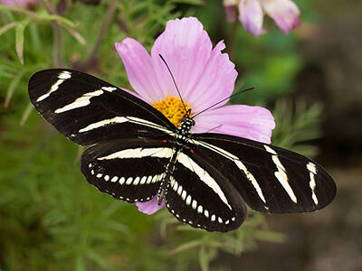Zebra longwing butterfly displays its striped wings as it sits on a flower.