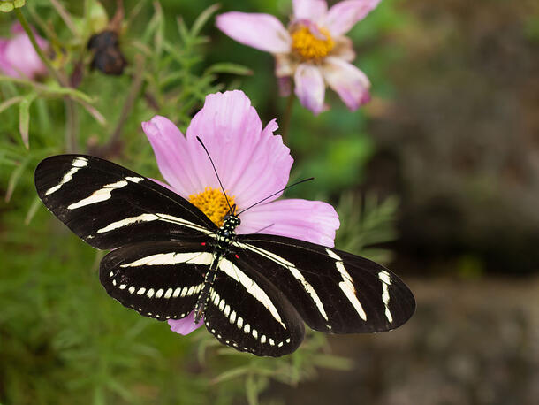 Zebra longwing butterfly displays its striped wings as it sits on a flower.