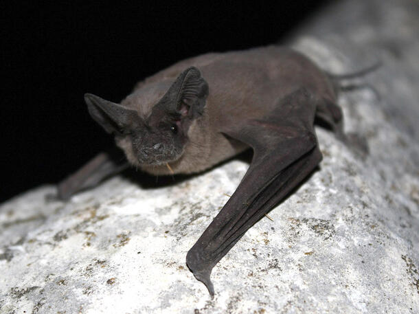 Bat rests with wings folded rests on a stone surface.
