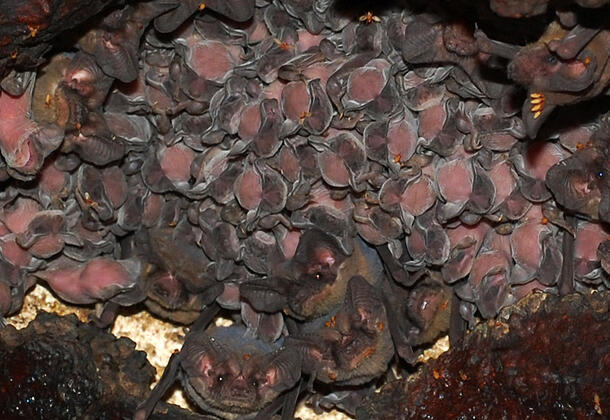 Large numbers of adult and juvenile bats piled on top of one another in a cave roost.