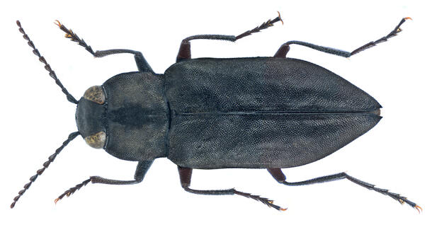 Dorsal view of a fire chaser beetle.