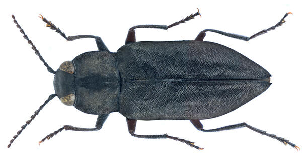 Dorsal view of a fire chaser beetle.