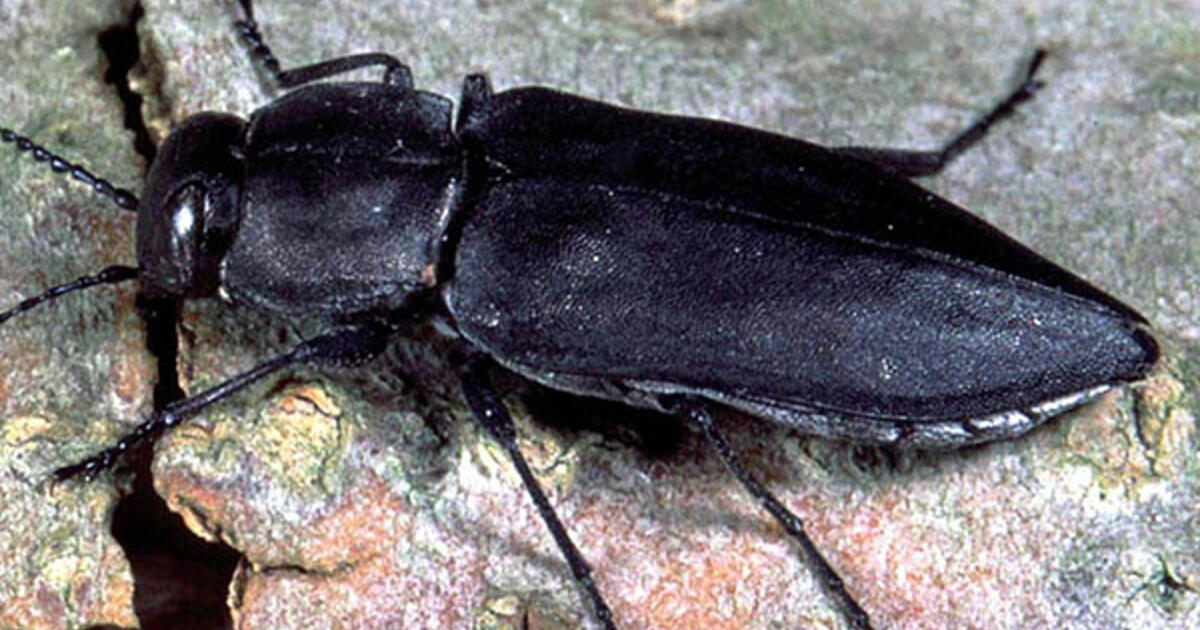Fire Chaser Beetles Sense Heat From Miles Away Amnh