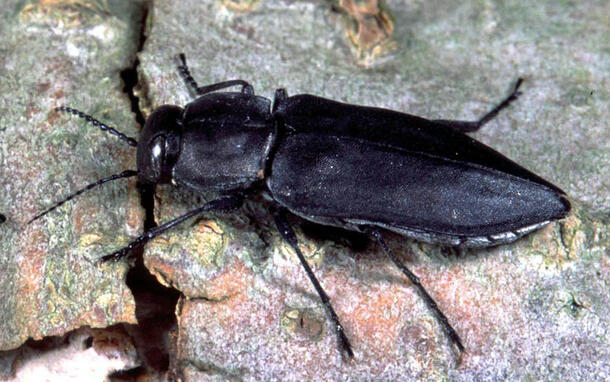 Dorsal view of a fire chaser beetle resting on a piece of bark.
