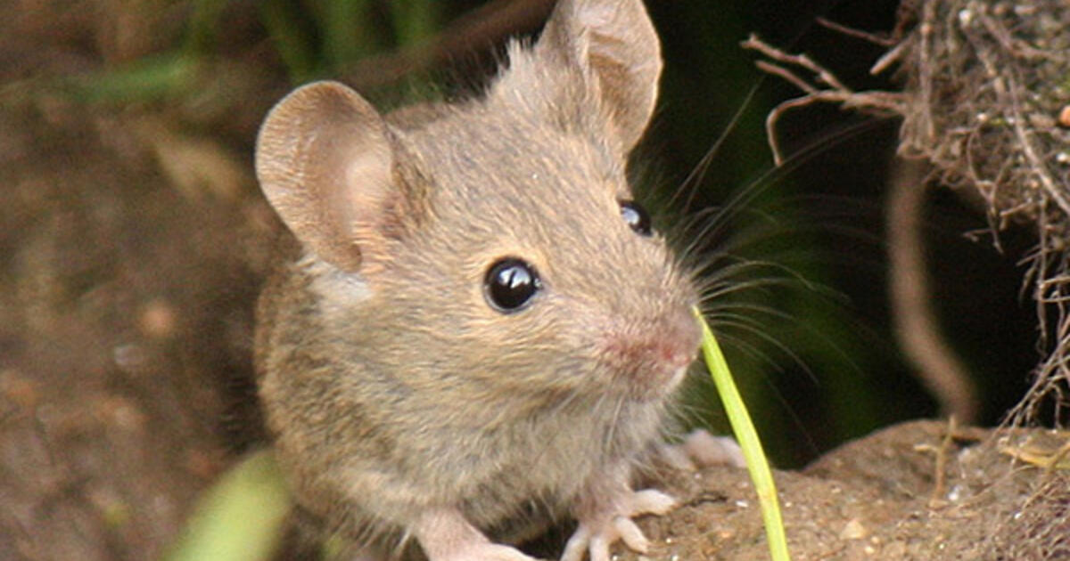 are mice mammals