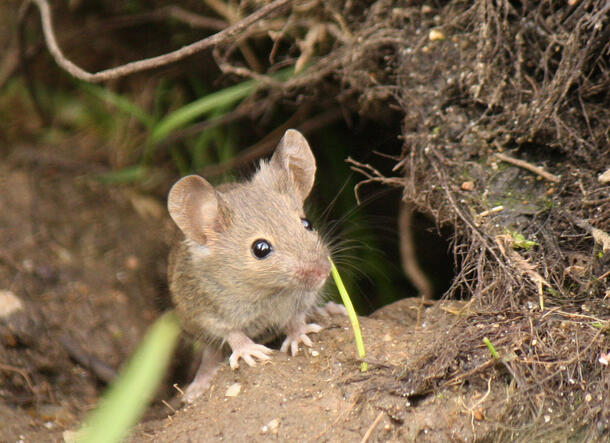 Mouse peeks out from its burrow.