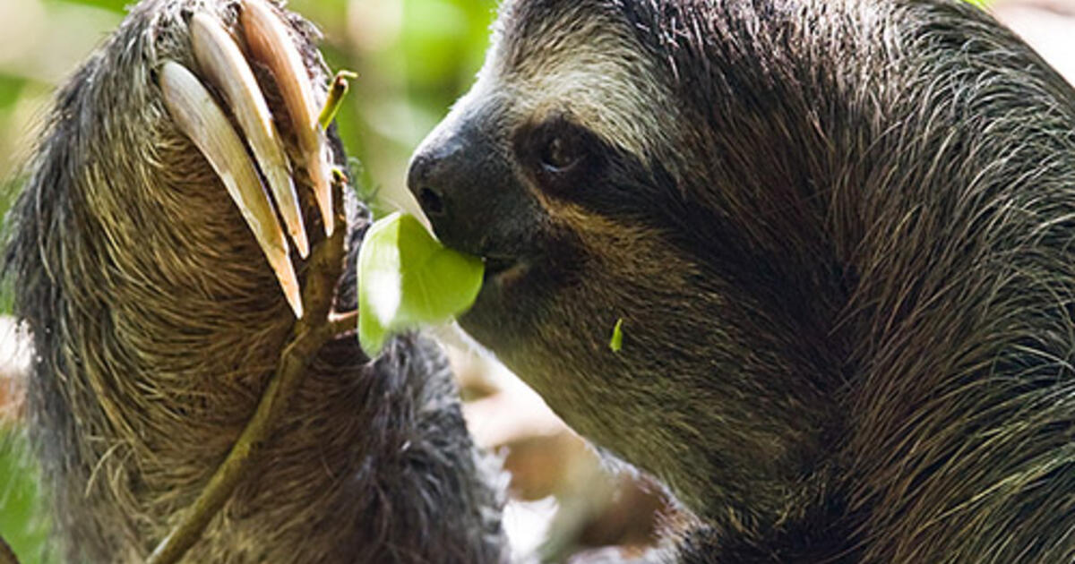 Sluggish Sloths Have Little Use for Balance | AMNH