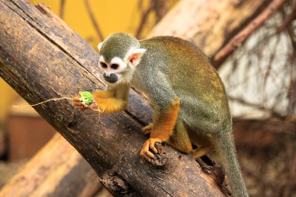 Squirrel monkey squats on a tree limb, and holds a small object in it's right paw.