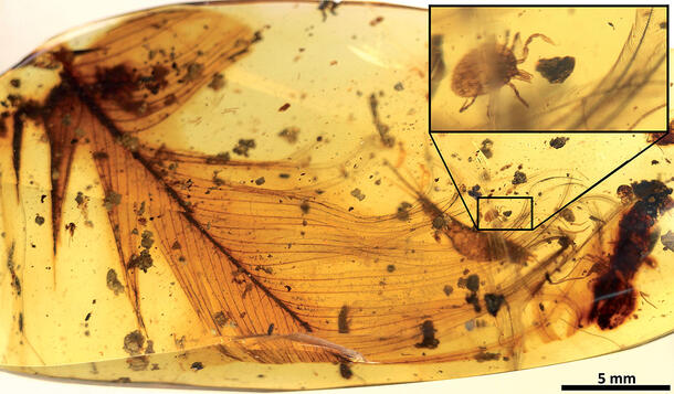 Tick attached to a feather suspended in amber, a magnification shows the tick in detail.