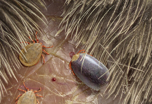 Model shows an engorged tick and two flat ticks attached to a recreation of a feathered skin surface.