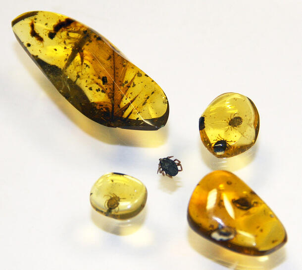 A tick specimen is surrounded by four pieces of amber in varying sizes.