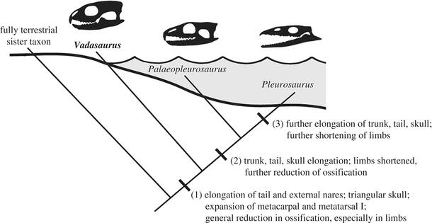 Graphic shows skull types of Vadasaurus, Palaeopleurosaurus, and Pleurosaurus and text indicating further differentiation.