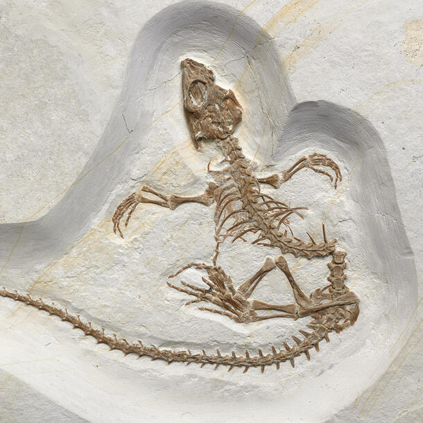 Dorsal view of complete reptile fossil with extended limbs and long tail.