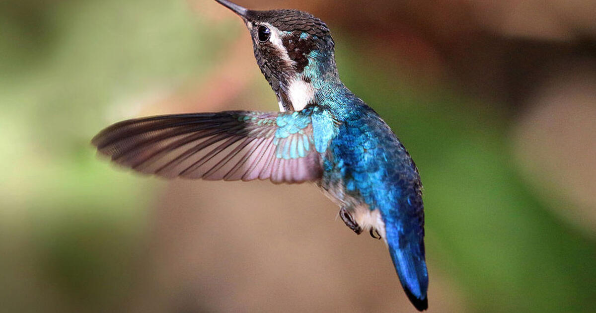Animals of Cuba: Creatures Great and Small | AMNH