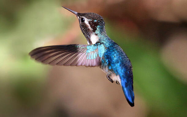 Tiny hummingbird with striking markings and fluttering wings hovers in midair.