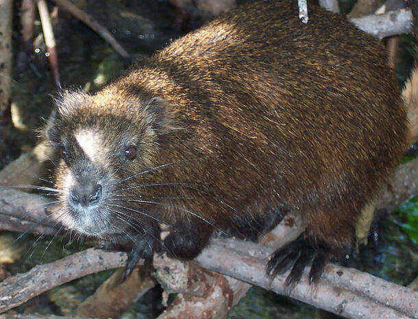 Desmarest's hutia perches on a branch and peers at the camera.