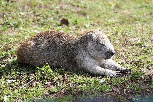 Desmarest's hutia lies on the grass with his eyes closed, basking in the sun.