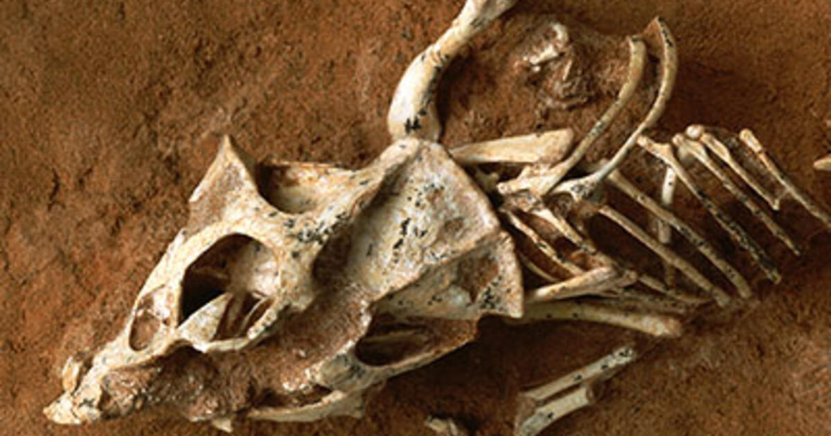 inside a dinosaur egg