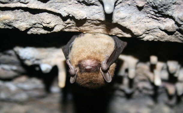Close-up view of head and chest of a bat as it hangs upside down from the ceiling of a cave.