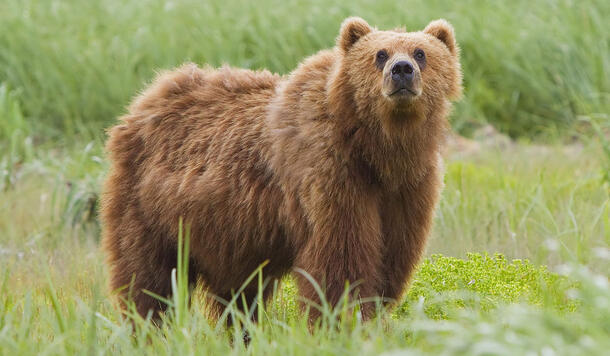 Bear stands on all fours in a grassy field and looks towards the camera.
