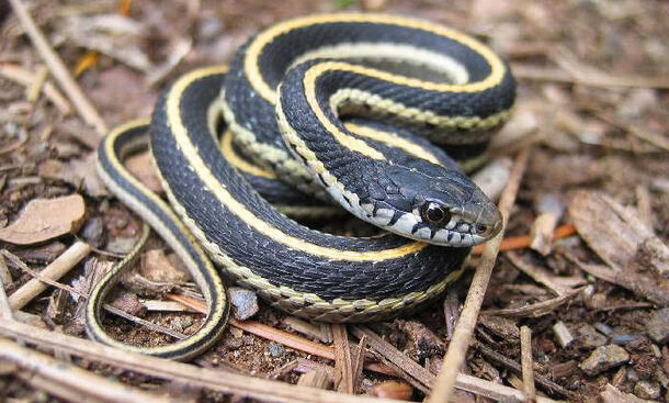 Striped snake is curled up on a pile of dried leaves and twigs.
