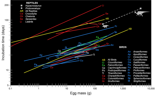 Chart compares the incubation times (y axis) to egg mass (x axis) of dinosaurs vs living birds and reptiles.
