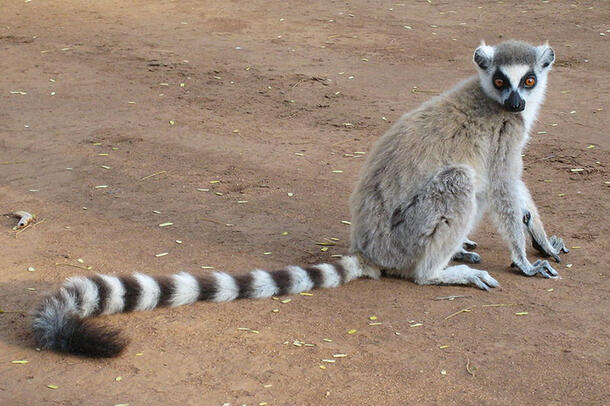 Lemur with a long striped tail sits on a patch of bare ground and looks towards the camera.