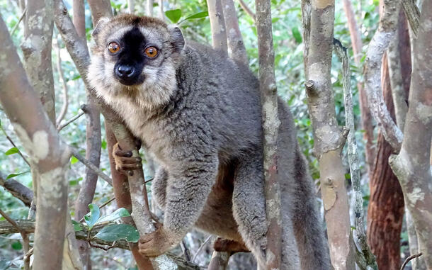 A lemur with thick fur and bold facial markings balances amongst several closely located tree branches and peers at the viewer.