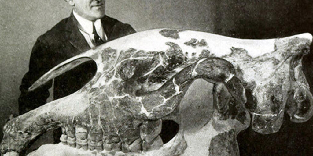 exploring the ancient dna of fossil mammals amnh
