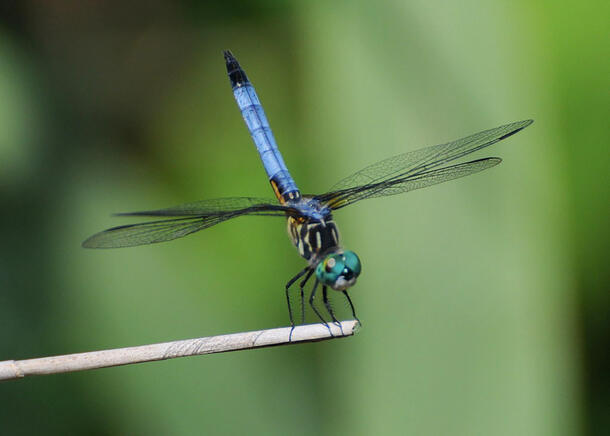Dragonfly balances on a tiny branch.