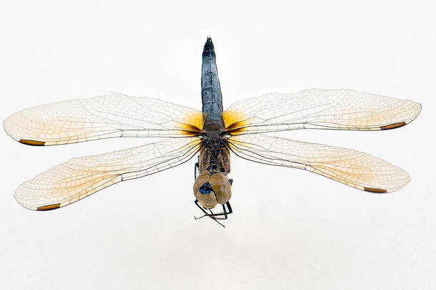 Dorsal view of dragonfly specimen with wings fully extended.