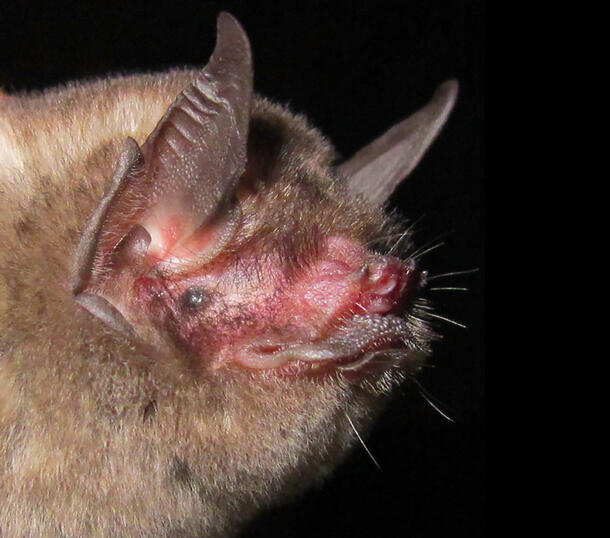 Extreme closeup of Macleay's bat's head, shows the details of his ears, eyes, nose and teeth.