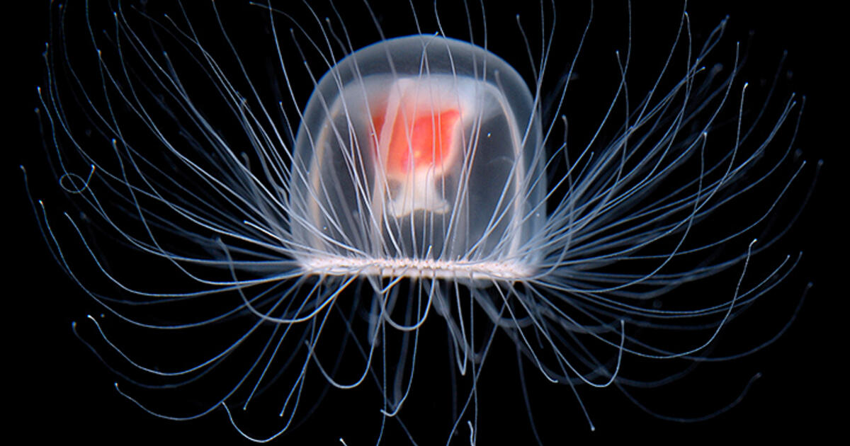 The "Immortal" Jellyfish That Resets When Damaged  | AMNH