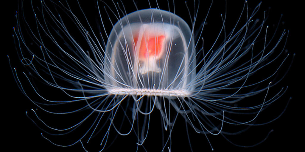 The "Immortal" Jellyfish That Resets When Damaged | AMNH