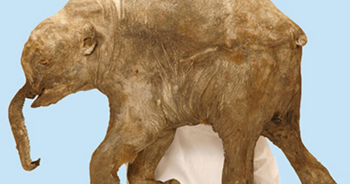 Mammoth Mummies, Then and Now | AMNH