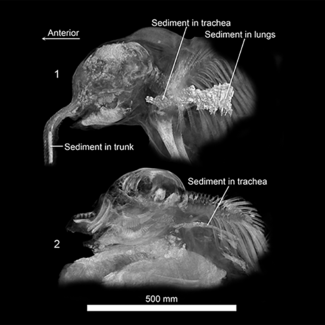 CT scans of the heads and upper bodies of two baby mammoths show evidence of inhaled sediment in the trunk, trachea, and lungs.