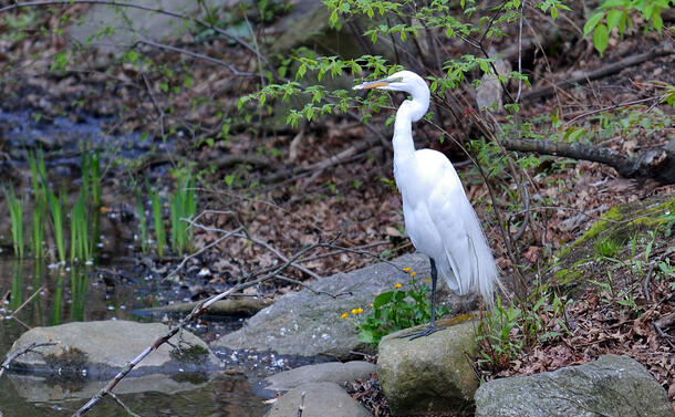 Great Egret perches on a partially submerged rock at the edge of a body of water, which is lined with plants, rocks and fallen tree branches.