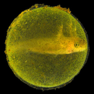 Close-up view of a tiny salamander embryo suspended in a round, translucent green egg capsule.