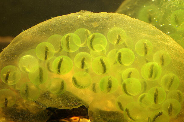 Tiny salamander embryos are seen suspended inside translucent, round, green eggs.