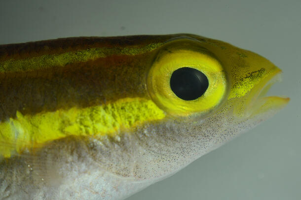 Close-up of small fish exhibiting a bioluminescent stripe and eye.
